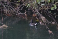 Poule d'eau-2